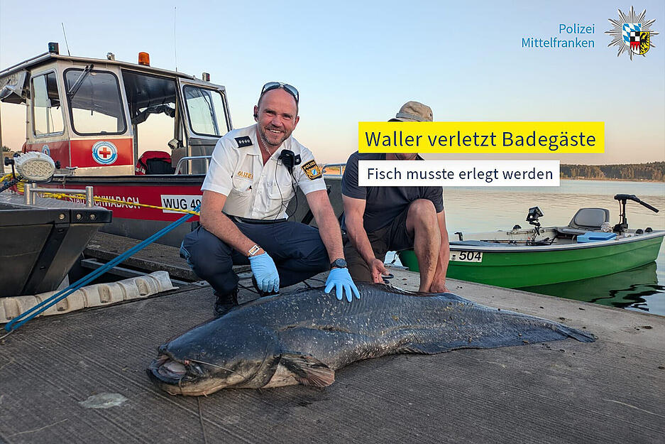 Ein Polizist erschoss den Riesenwels schlie&szlig;lich mit seiner Dienstpistole.
