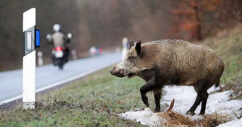 Bei Brackenheim sind mehrere Wildschweine beim Zusammenstoß mit Autos getötet worden. Bei Brackenheim sind mehrere Wildschweine beim Zusammenstoß mit Autos getötet worden.