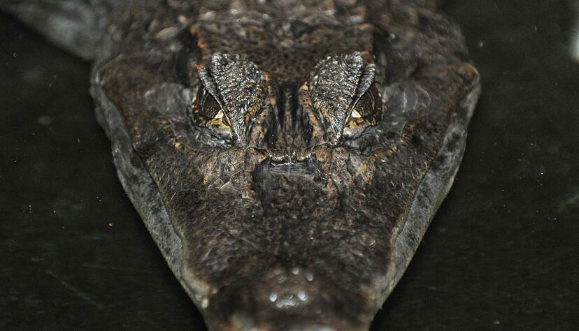 Die Jagd auf Kaiman Sammy hielt vor 30 Jahren tagelang Polizei, Feuerwehr und Medien in Atem.