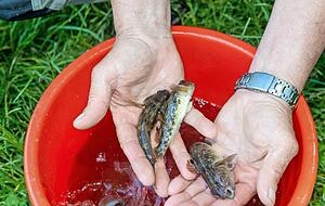 Jede Menge Schwarzmundgrundeln: Die kleinen Fische vermehren sich bis zu dreimal im Jahr und werden zur Plage.