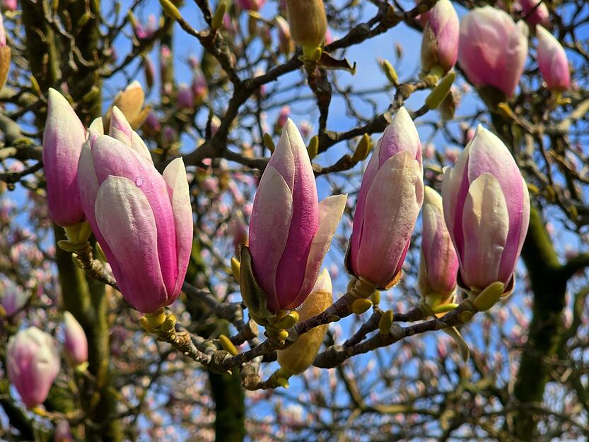 Noch mitten im Wachstum: manche Magnolien im Heilbronner Stadtgarten bl&uuml;hen nicht ganz p&uuml;nktlich zu Fr&uuml;hlingsbeginn.