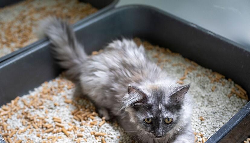 Damit junge Katzen das Klo auch finden, sollte es sich in der N&auml;he des Hauptaufenthaltsraumes befinden.