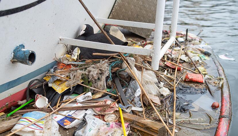 In Amsterdam bauen Bl&auml;ssh&uuml;hner ihre Nester auch auf menschengemachte Untergr&uuml;nde - und mit menschengemachtem Plastik.