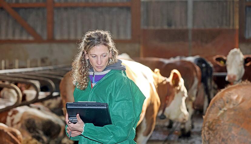 Konzentriert schreibt Amtstierärztin Mariana Peer die Mängel im Rinderbetrieb auf. Bereits auf dem Weg zurück ins Büro informiert sie die zuständige Tierarztpraxis darüber. Konzentriert schreibt Amtstierärztin Mariana Peer die Mängel im Rinderbetrieb auf. Bereits auf dem Weg zurück ins Büro informiert sie die zuständige Tierarztpraxis darüber.