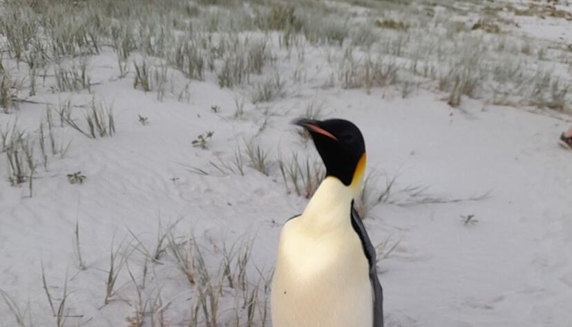 Badegäste am Ocean Beach staunten nicht schlecht über den seltenen Gast (Handout). Badegäste am Ocean Beach staunten nicht schlecht über den seltenen Gast (Handout).