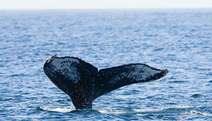 Ein junger Buckelwal ist kürzlich in der Nordsee entdeckt worden. Das ist durchaus ungewöhnlich. Ein junger Buckelwal ist kürzlich in der Nordsee entdeckt worden. Das ist durchaus ungewöhnlich.