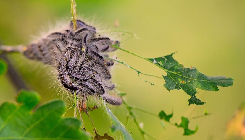 Gefahr f&uuml;r Hunde: F&uuml;hlen die Raupen des Eichenprozessionsspinners sich bedroht, werfen sie ihre Brennhaare ab.