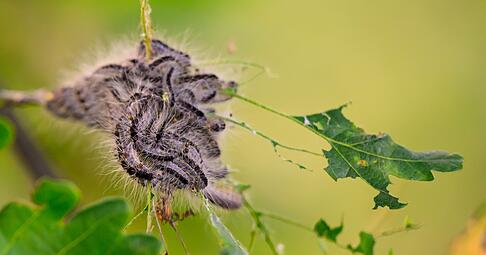 Gefahr f&uuml;r Hunde: F&uuml;hlen die Raupen des Eichenprozessionsspinners sich bedroht, werfen sie ihre Brennhaare ab.
