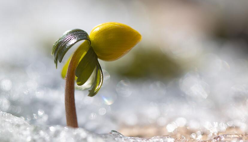 Wenn es wieder w&auml;rmer wird, erwacht die Natur.
