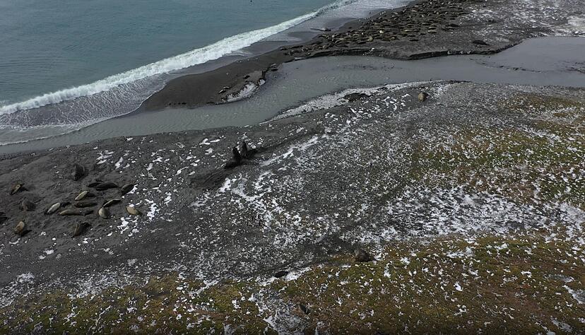 Das besonders krankheitserregende H5N1-Virus befällt vor allem Vögel. Das besonders krankheitserregende H5N1-Virus befällt vor allem Vögel.
