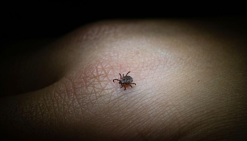 FSME und Borreliose: Diese beiden Erkrankungen k&ouml;nnen Zecken &uuml;bertragen, wenn sie selbst mit den Erregern infiziert sind.