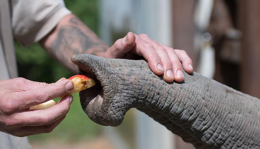 Ein Tierpfleger gibt einem Elefanten Futter. Ein Tierpfleger gibt einem Elefanten Futter.