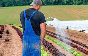 Ein ungew&ouml;hnlicher Anblick auf dem Hohrainhof: Erstmals wird hier Gem&uuml;se angebaut. Mit der Umstellung auf Bio-Landwirtschaft soll das wachsen, was der Verbraucher auf dem Teller w&uuml;nscht, das Sortiment erweitert werden.
Fotos: Berger