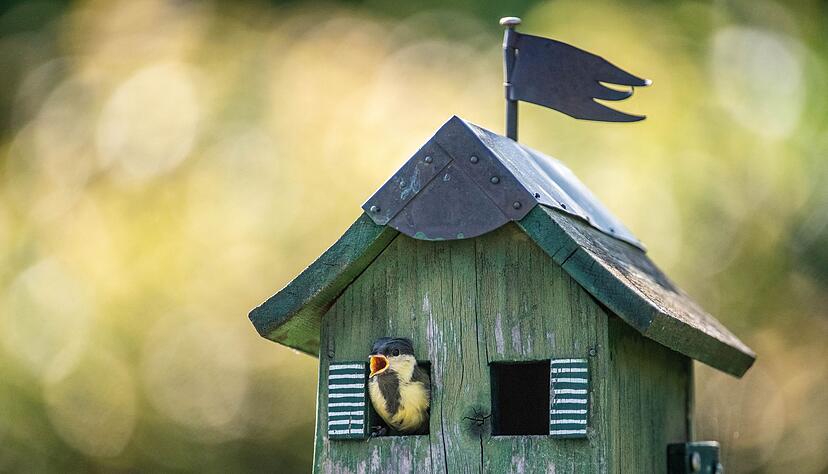 Ein kleines Einflugloch macht den H&ouml;hlenbr&uuml;terkasten perfekt f&uuml;r Meisen.