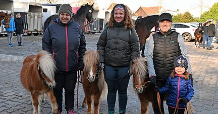 Nicht nur große Haflinger sind bei der Pferdeprämierung dabei − auch die kleinen Shetlandponys werden von der fachkundigen Jury begutachtet.