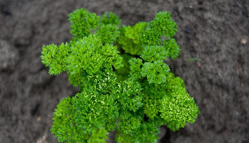 Wer Petersilie aus dem Garten ernten m&ouml;chte, achtet darauf, dass der Boden schon bei der Aussaat humusreich, m&auml;&szlig;ig feucht und warm genug ist.