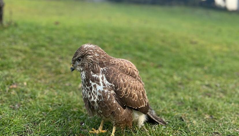 Nach zwei Tagen Erholung konnte der Bussard wieder in die Freiheit entlassen werden. Nach zwei Tagen Erholung konnte der Bussard wieder in die Freiheit entlassen werden.
