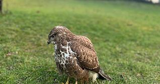Nach zwei Tagen Erholung konnte der Bussard wieder in die Freiheit entlassen werden.