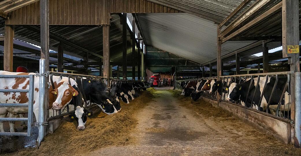 Kühe liefern Milch – aktuell aber ein Überangebot, das sich auf die Preise auswirkt. Kühe liefern Milch – aktuell aber ein Überangebot, das sich auf die Preise auswirkt.