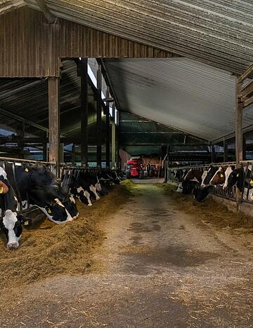 Kühe liefern Milch – aktuell aber ein Überangebot, das sich auf die Preise auswirkt. Kühe liefern Milch – aktuell aber ein Überangebot, das sich auf die Preise auswirkt.