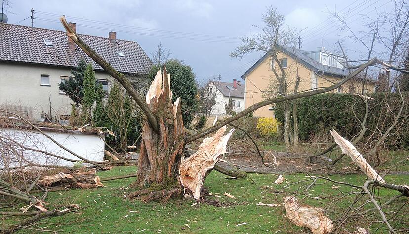 Baum explodiert durch Blitzeinschlag