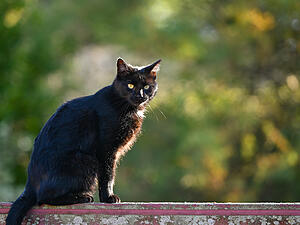 Mit einer Katzenschutzverordnung versuchen einige Kommunen im Landkreis Heilbronn, die Streunerpopulation einzud&auml;mmen.