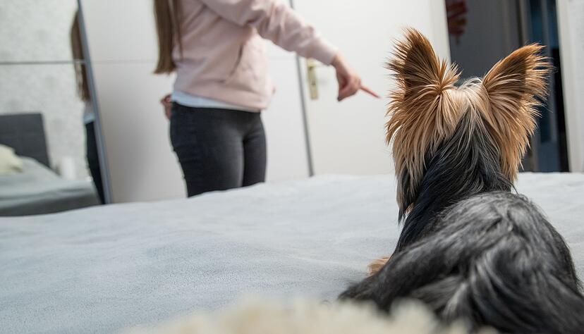 Dominanz, Schutzbedürfnis oder Unsicherheit: Hunde drängeln sich aus unterschiedlichen Gründen beim Sex zwischen ihre Menschen. Kurzfristig hilft da nur eins: den Hund aussperren. Dominanz, Schutzbedürfnis oder Unsicherheit: Hunde drängeln sich aus unterschiedlichen Gründen beim Sex zwischen ihre Menschen. Kurzfristig hilft da nur eins: den Hund aussperren.