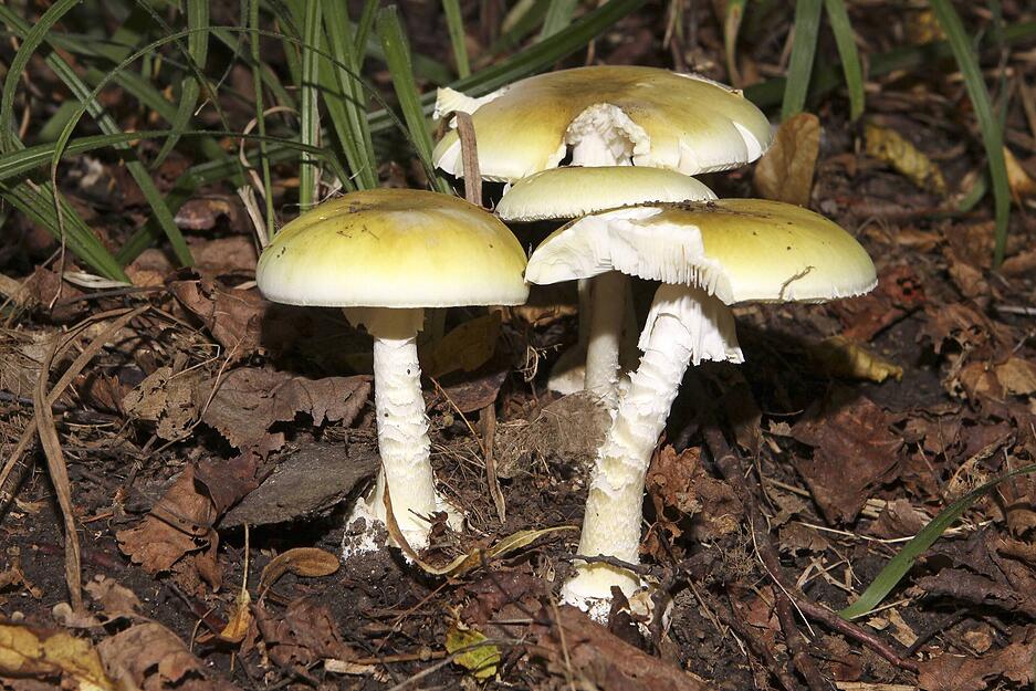 Vorsicht, dieser Pilz kann t&ouml;dlich sein: Der Gr&uuml;ne Knollenbl&auml;tterpilz. &Uuml;berdies ist er besonders t&uuml;ckisch: &Uuml;belkeit, Bauchschmerzen, Erbrechen und Durchfall beginnen erst etwa sechs Stunden nach dessen Verzehr. Anschlie&szlig;end geht es einem zwar zun&auml;chst besser, doch dann verursacht ein zweites Gift irreparable Lebersch&auml;den.

Hier gilt es, sich rechtzeitig behandeln zu lassen. Ansonsten ist der Ausgang der Vergiftung t&ouml;dlich.