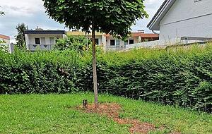 Tapinoma magnum heißt die invasive Ameisenart, die in Kehl in Baden-Württemberg ihr Unwesen treibt. Tapinoma magnum heißt die invasive Ameisenart, die in Kehl in Baden-Württemberg ihr Unwesen treibt.