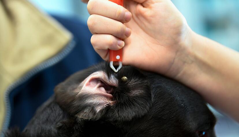 Zecken m&ouml;gen weiche, gut durchblutete K&ouml;rperstellen - so auch die Ohren.