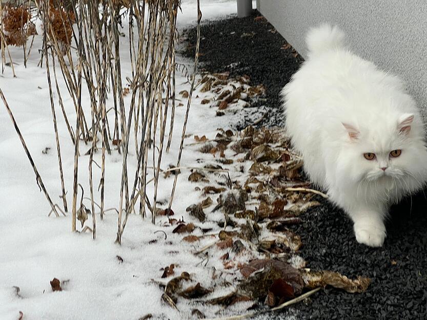 Die Katze vermeidet den Tritt in den Neuschnee, der in Roigheim gefallen ist.