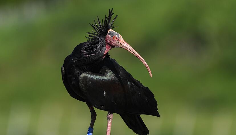Ein junges Waldrapp-Weibchen kommt zum Bodensee zurück. Ein junges Waldrapp-Weibchen kommt zum Bodensee zurück.