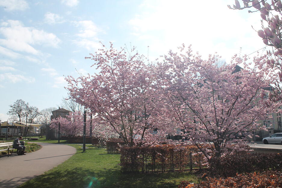 Es ist Fr&uuml;hling in Heilbronn, auch vor dem Parkhotel.