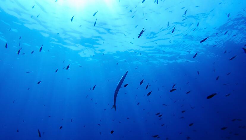 Bisher gibt es f&uuml;r die Hochsee keine einheitlichen Umweltregeln. (Symbolbild)