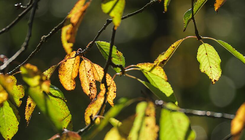 Am Montag ist meteorologischer Herbstanfang.