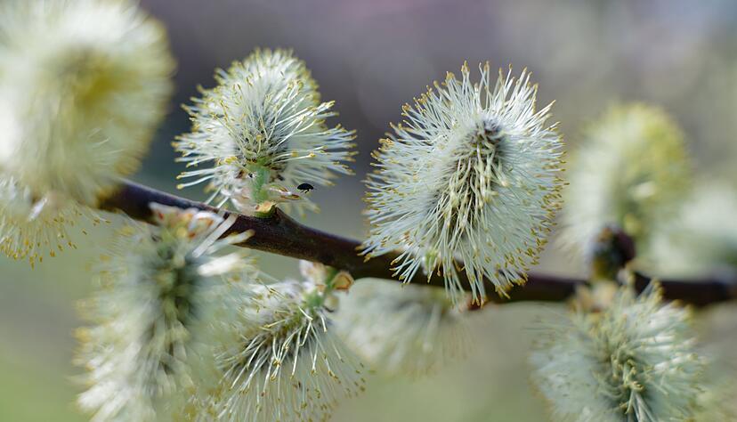 Wer jetzt Zweige abschneidet, nimmt hungrigen Tieren buchstäblich das Futter weg.(Archiv) Wer jetzt Zweige abschneidet, nimmt hungrigen Tieren buchstäblich das Futter weg.(Archiv)