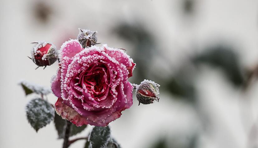 Regen, Graupel, Schnee – Baden-Württemberg bekommt die volle Winter-Wetterpalette. Regen, Graupel, Schnee – Baden-Württemberg bekommt die volle Winter-Wetterpalette.