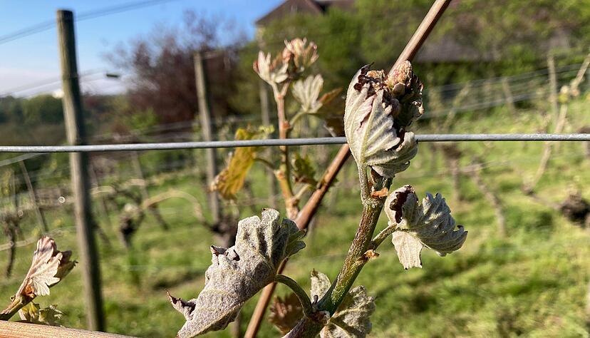 Minusgrade haben am Dienstagfrüh zu Frostschäden in den Weinbergen der Region Heilbronn geführt. Manche jungen Rebtriebe, wie dieser Dornfelder im Jagsttal bei Duttenberg, welken schon. Minusgrade haben am Dienstagfrüh zu Frostschäden in den Weinbergen der Region Heilbronn geführt. Manche jungen Rebtriebe, wie dieser Dornfelder im Jagsttal bei Duttenberg, welken schon.
