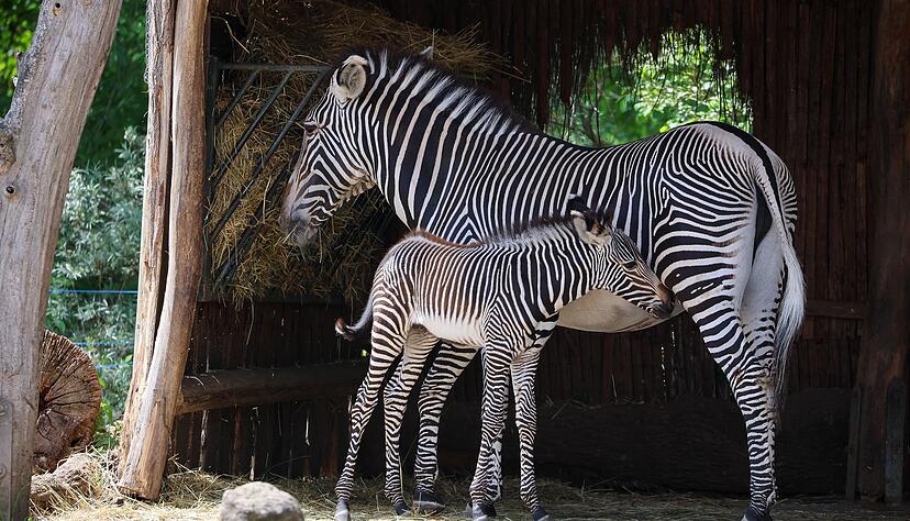 Der Leipziger Zoo schlachtete 2023 einen Zebrahengst, f&uuml;r den sich kein Platz in einem anderen Zoo fand.