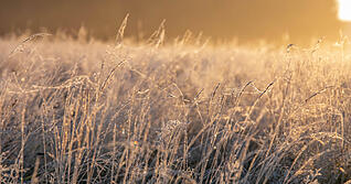 Erster Frost in Bodennähe ist zu erwarten.