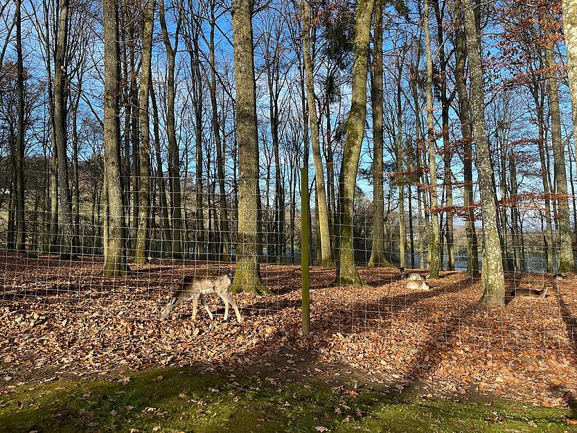 Bilder vom Winterwunderwald Tripsdrill