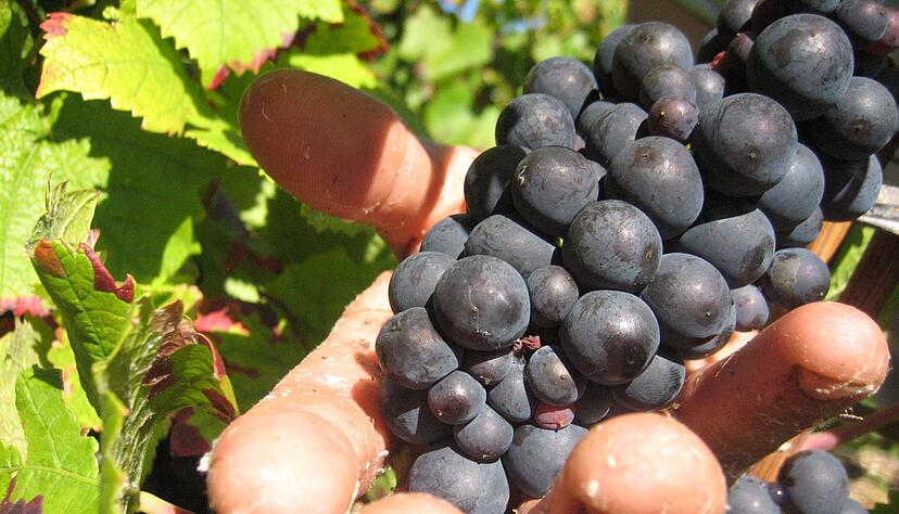 In der Weinbauregion Champagne sind Erntehelfer skrupellos ausgebeutet worden. (Symbolbild)