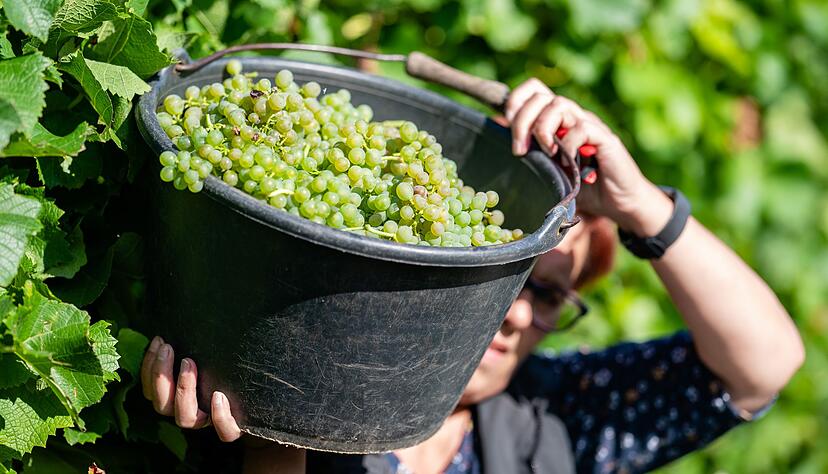 Fast kein Herbstmarkt oder Weinfest kommt ohne Federwei&szlig;er aus. (Archivfoto)
