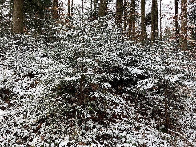 Liegen geblieben ist es aber meistens nicht, dafür waren die Flocken zu schwach.