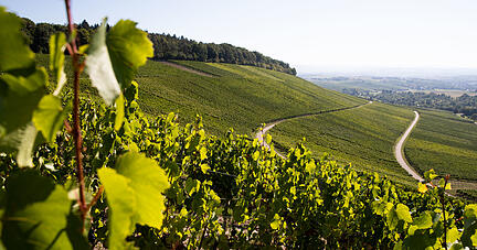 In der Region beginnt dieser Tage die Traubenlese. Hier ein blick auf den Heuchelberg in Schwaigern. Foto: dpa