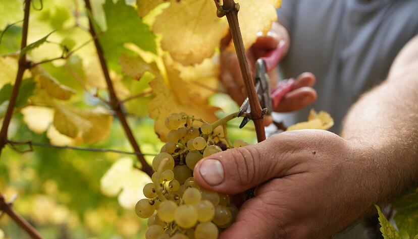 Mehr als zwei Drittel des produzierten Weins ist Weißwein. Mehr als zwei Drittel des produzierten Weins ist Weißwein.