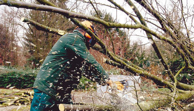 Um der Gestaltung willen, müssen Bäume auch mal fallen, wie fünf Hainbuchen. Das sorgt für mehr Licht und Sicht. Um der Gestaltung willen, müssen Bäume auch mal fallen, wie fünf Hainbuchen. Das sorgt für mehr Licht und Sicht.