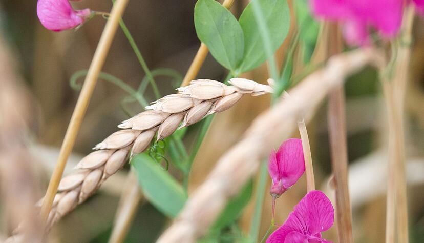 Hier wächst nicht nur Dinkel. Die Ebene des Nördlinger Ries wird zu großen Teilen landwirtschaftlich genutzt. Hier wächst nicht nur Dinkel. Die Ebene des Nördlinger Ries wird zu großen Teilen landwirtschaftlich genutzt.