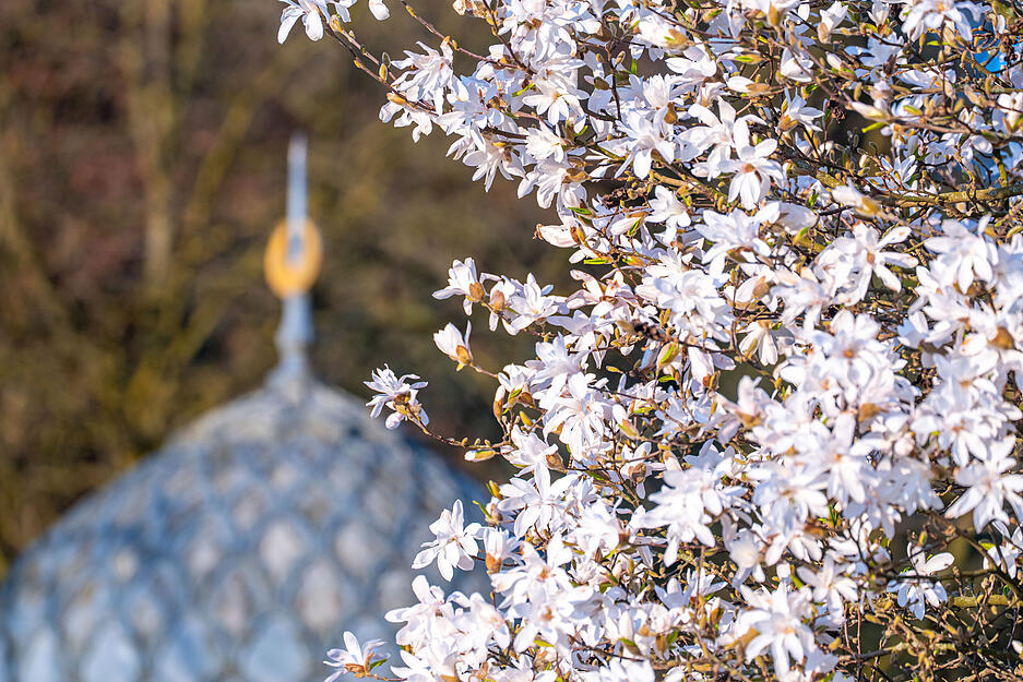Die Sternmagnolien vor dem Maurischen Landhaus in der Stuttgarter Wilhelma stehen schon in voller Blüte. Die Sternmagnolien vor dem Maurischen Landhaus in der Stuttgarter Wilhelma stehen schon in voller Blüte.