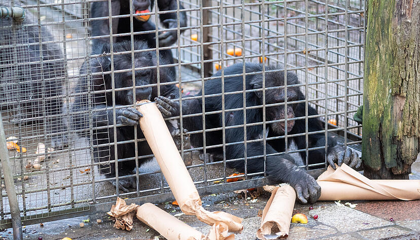 Neugierig begutachten die Schimpansen im Leintalzoo die von Besuchern gebastelten Besch&auml;ftigungsgeschenke.
Foto: Mario Berger